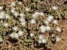Mesembryanthemum crystallinum-5.jpg